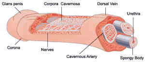 Peyronies surgery and removal of Corpora Cavernosa image