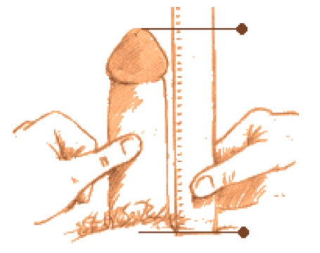 Measuring penis length